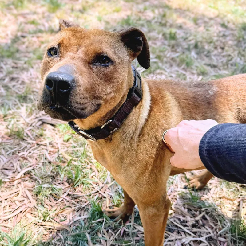 A baby medium-sized female Pit Bull Terrier dog named Petra for adoption in Oakland, CA