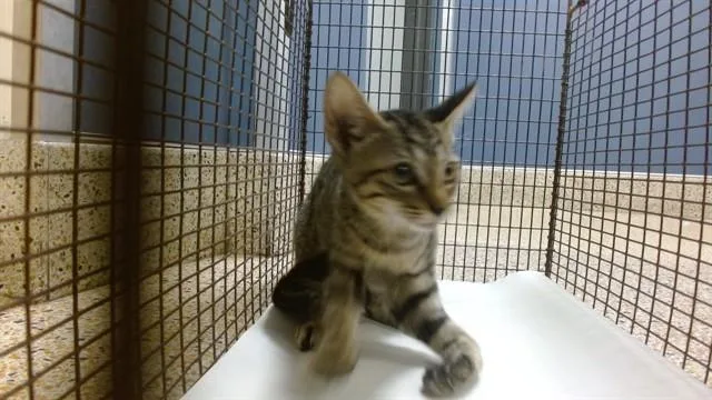 A baby small-sized male Domestic Short Hair cat named Mink for adoption in Miami, FL