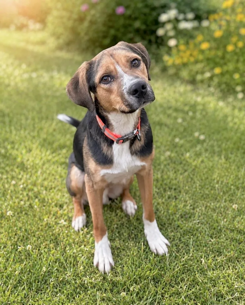 Daboo thumbnail 6