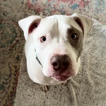An adult large-sized male Mixed Breed dog named Duke for adoption in Janesville, WI