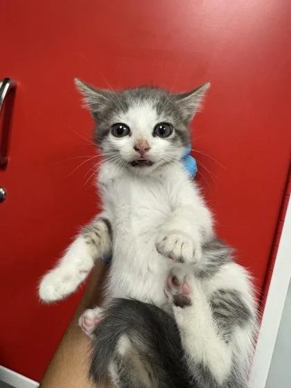 A young small-sized female Domestic Short Hair cat named B Mel for adoption in North Charleston, SC