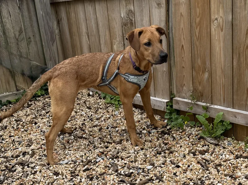 A baby medium-sized female Labrador Retriever dog named Bossie for adoption in Ellicott City, MD