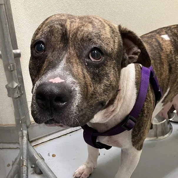An adult medium-sized female Brindle Mixed Breed dog named Beatrice for adoption in DeKalb, IL