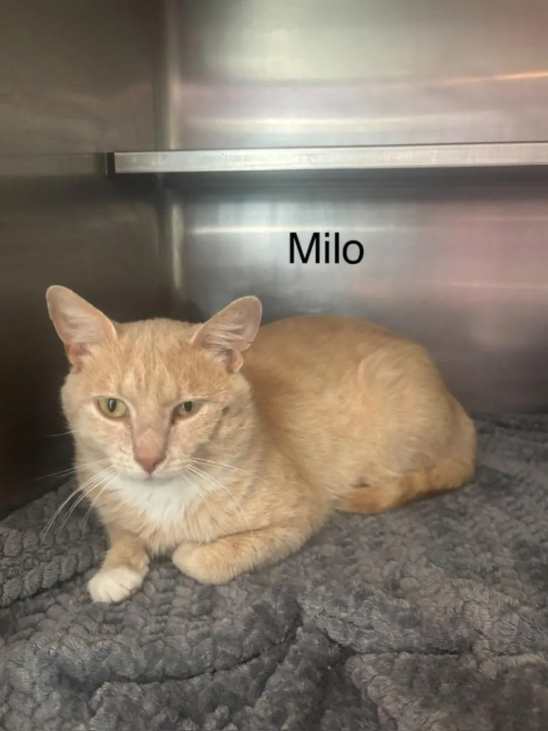 A young medium-sized male Domestic Short Hair cat named Milo for adoption in Cambridge, MD