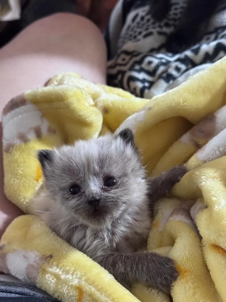 Slothman thumbnail 6