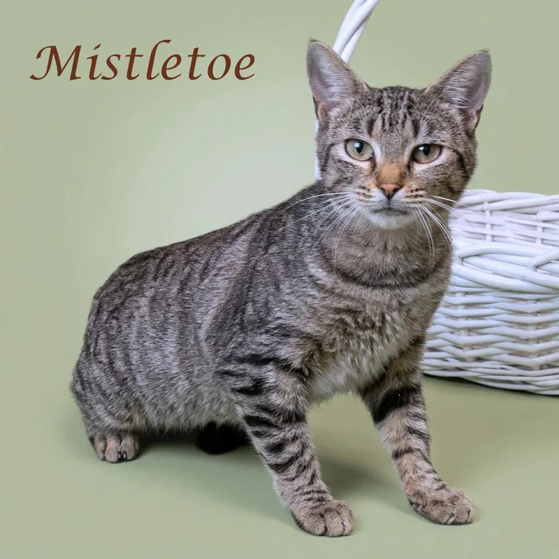 An adult medium-sized female Brown / Chocolate Domestic Short Hair cat named Mistletoe C for adoption in Lebanon, TN
