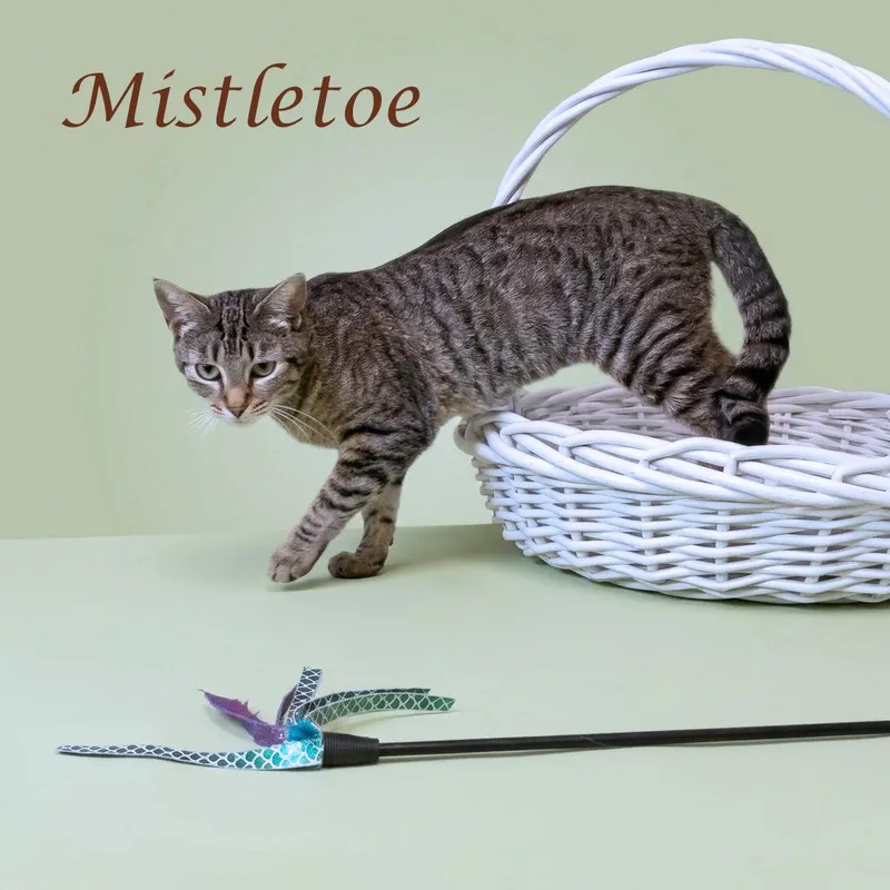 Mistletoe C thumbnail 2