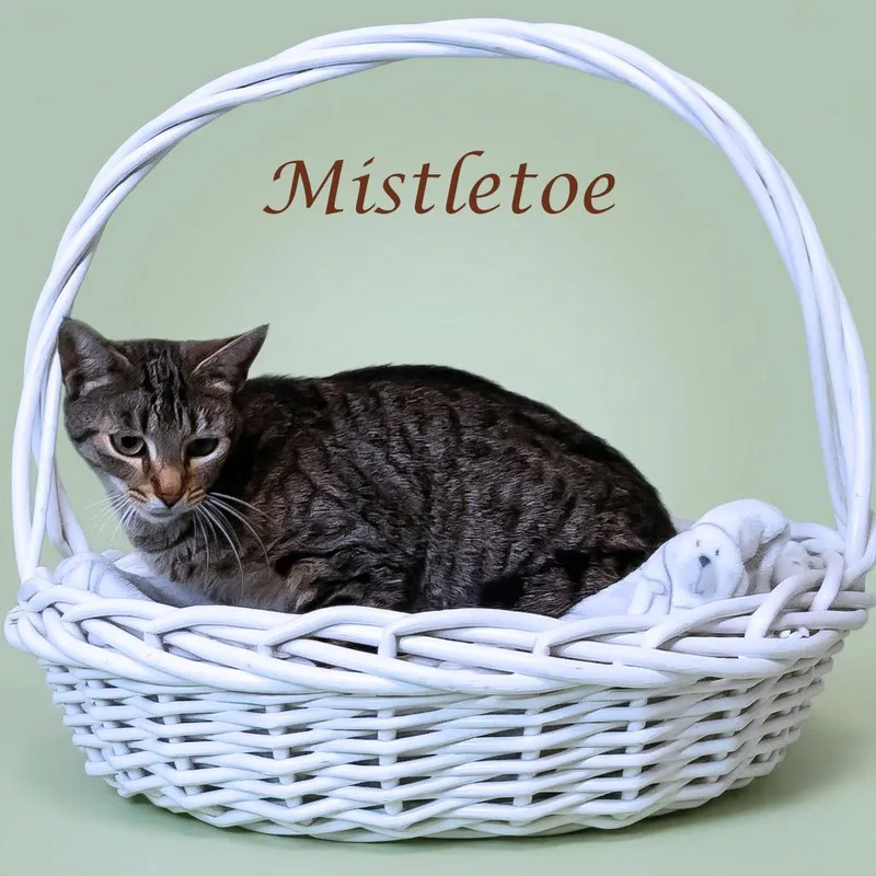 Mistletoe C thumbnail 3