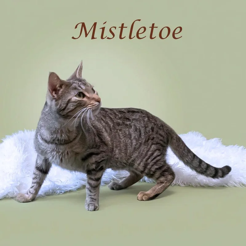 Mistletoe C thumbnail 4