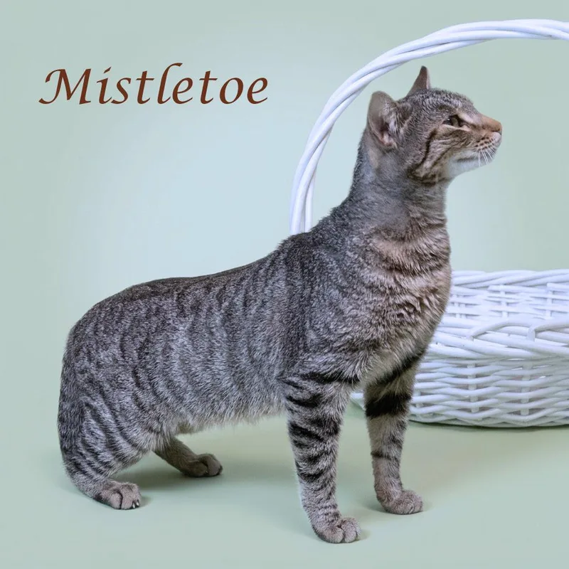 Mistletoe C thumbnail 5