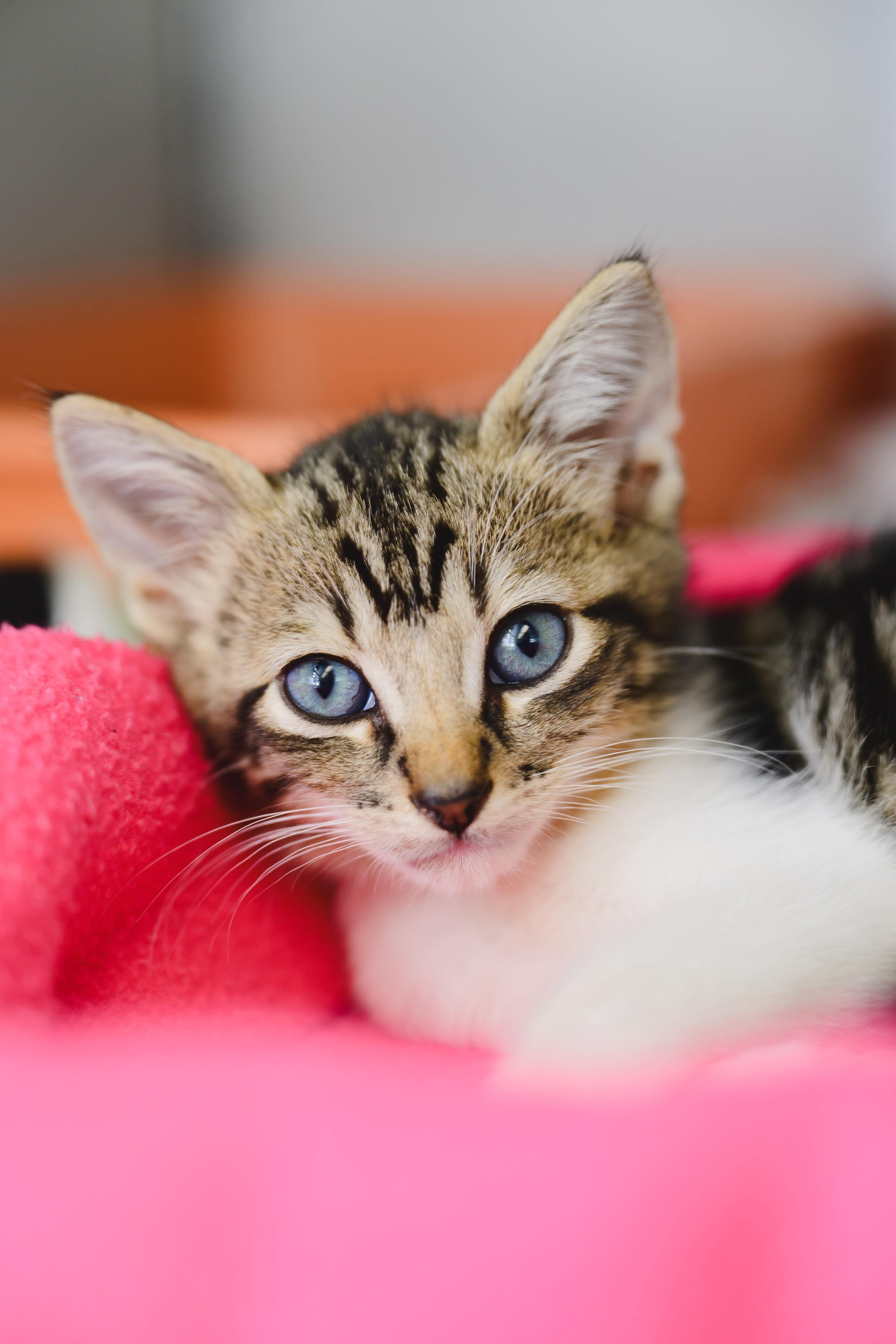 A baby small-sized male Domestic Short Hair cat named Loki for adoption in Honolulu, HI
