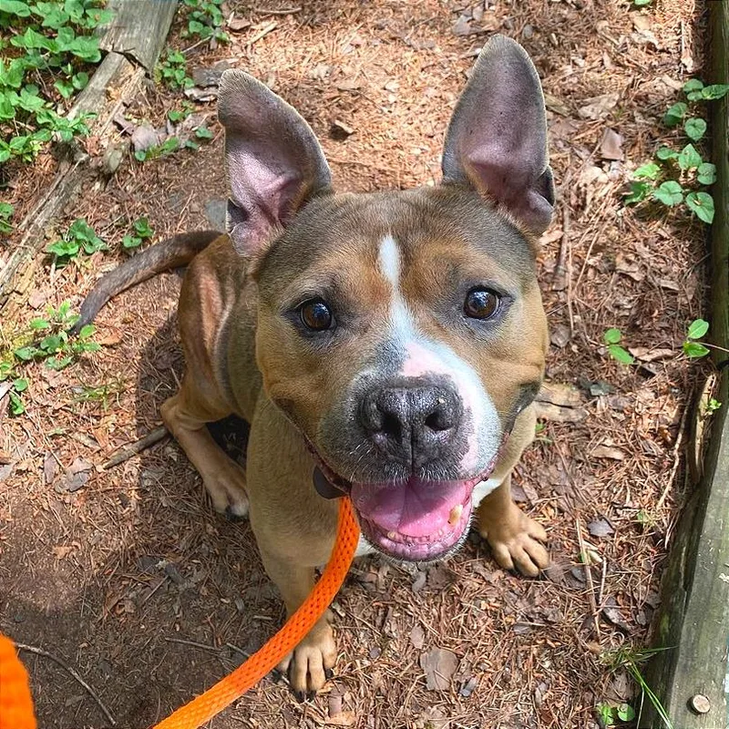 An adult medium-sized female Brown / Chocolate Mixed Breed dog named Harper for adoption in Chattanooga, TN
