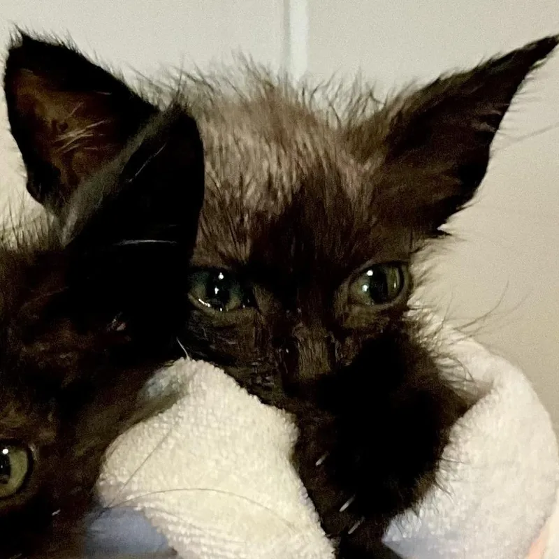A baby small-sized female Black Domestic Short Hair cat named Wednesday for adoption in Mount Juliet, TN