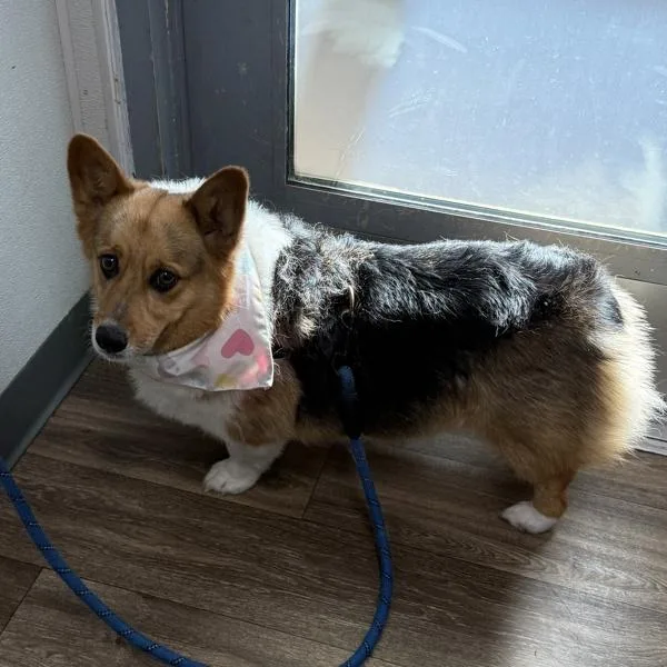 An adult medium-sized male Cardigan Welsh Corgi dog named Teddy for adoption in San Diego, CA