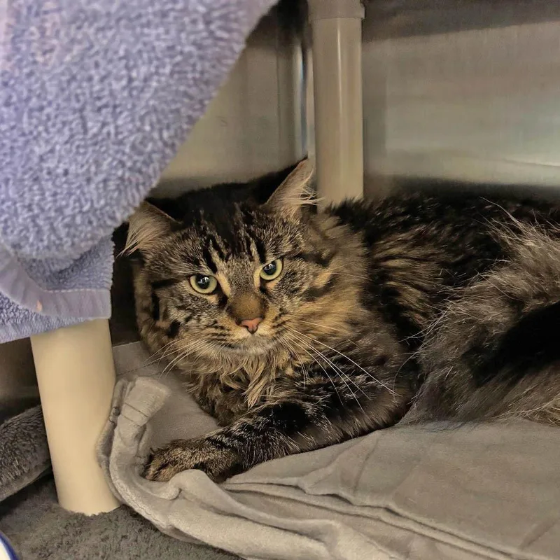A young small-sized female Brown / Chocolate Domestic Long Hair cat named Sage for adoption in Springfield, MA