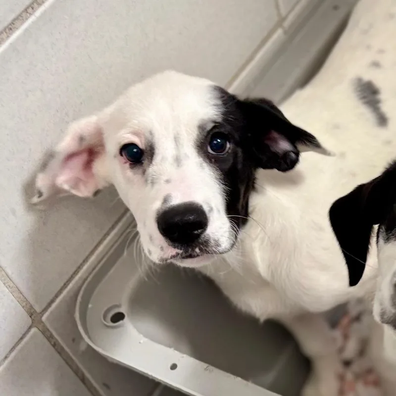 A baby small-sized female White / Cream Mixed Breed dog named Indy for adoption in New York, NY