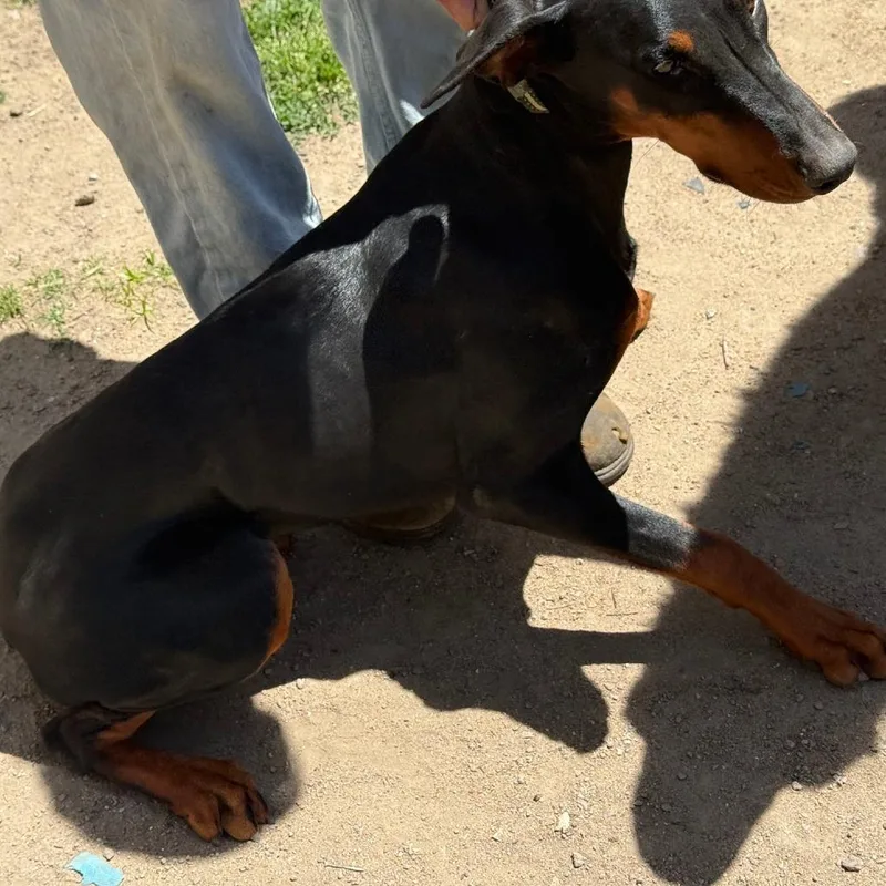 A young medium-sized female Black Mixed Breed dog named Willow for adoption in Edwardsville, IL