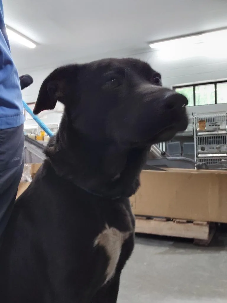 A young large-sized female Mixed Breed dog named Camille for adoption in Henderson, NC