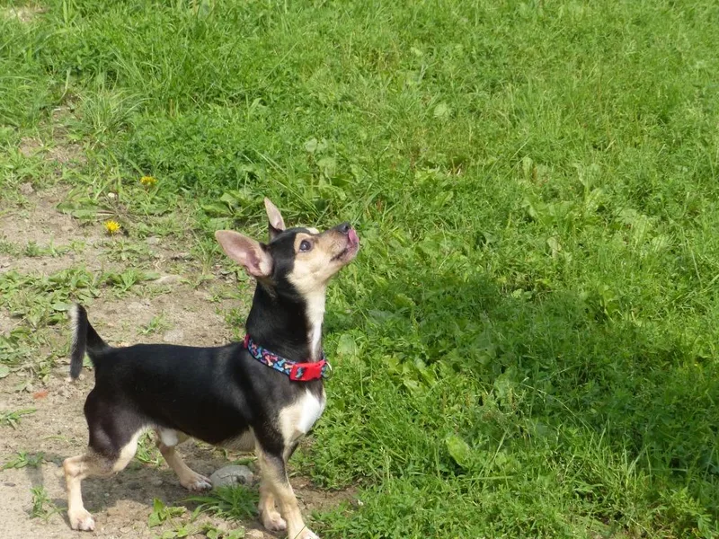 Coco