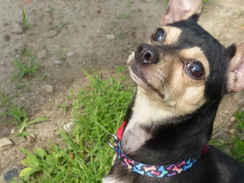 Coco thumbnail 2