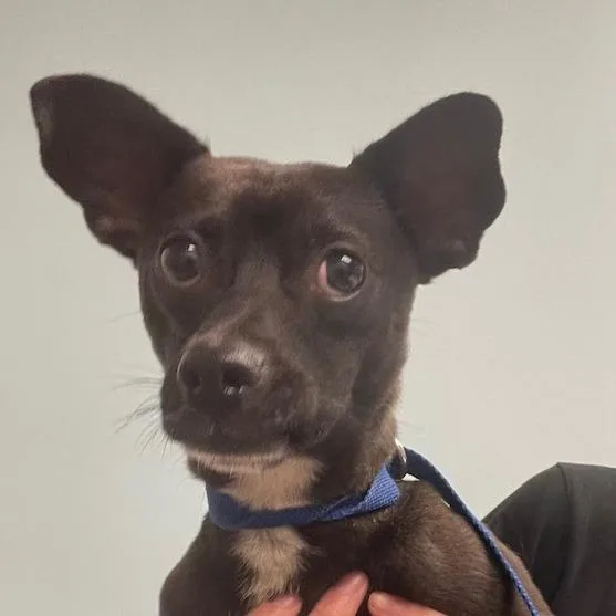 An adult small-sized male Gray / Blue / Silver Mixed Breed dog named Mcchicken for adoption in Jacksonville, FL