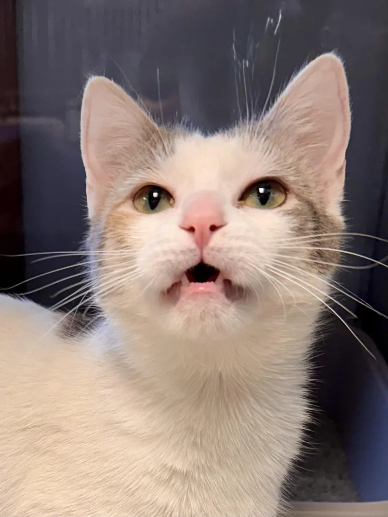 A young medium-sized female Dilute Calico Domestic Short Hair cat named Canva for adoption in Midland, MI