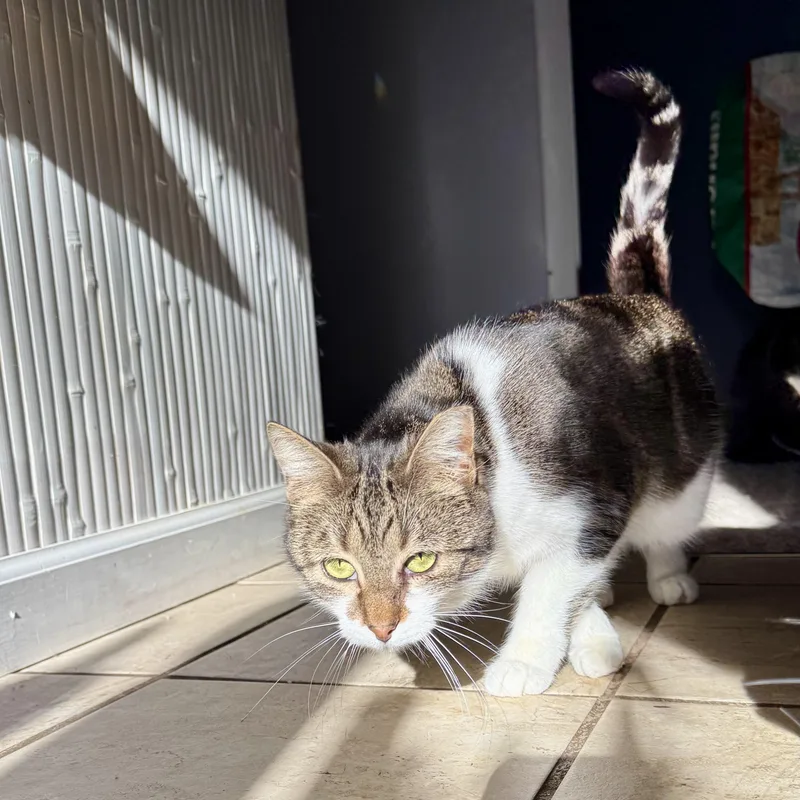 An adult medium-sized female Tabby (Brown / Chocolate) Domestic Short Hair cat named Pixie for adoption in West Mifflin, PA