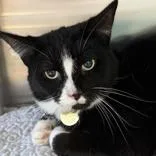 An adult medium-sized male Black Domestic Short Hair cat named Basil for adoption in Lansing, MI