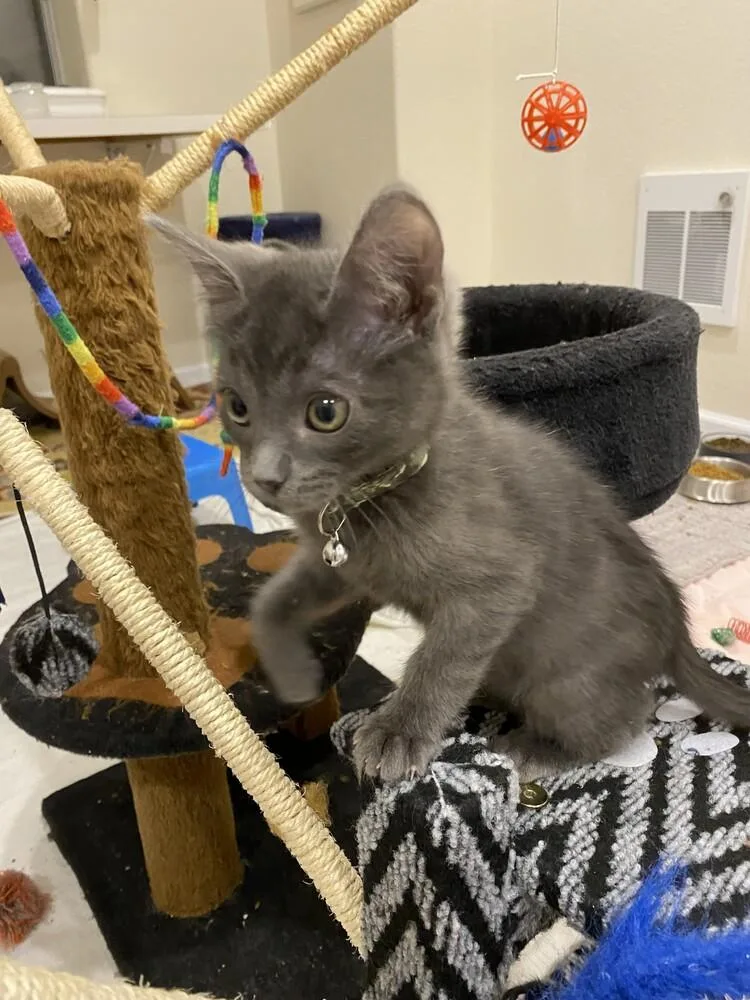 A baby small-sized male Gray / Blue / Silver Domestic Short Hair cat named Lump for adoption in Aurora, CO