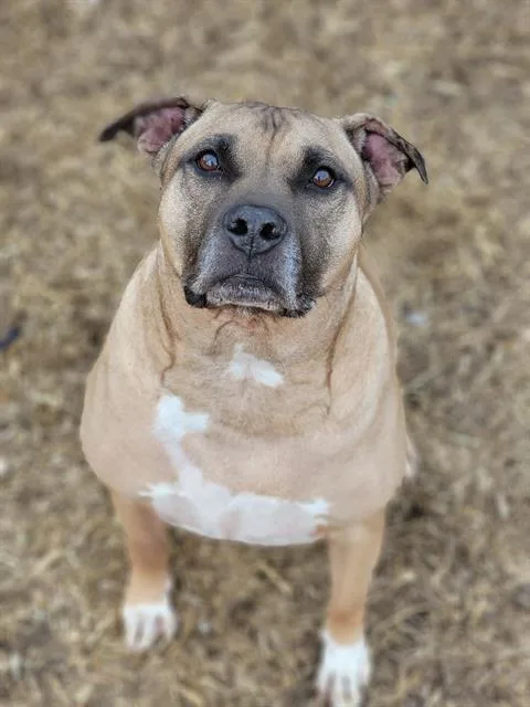 An adult extra large-sized male Pit Bull Terrier dog named Ty for adoption in Indianapolis, IN