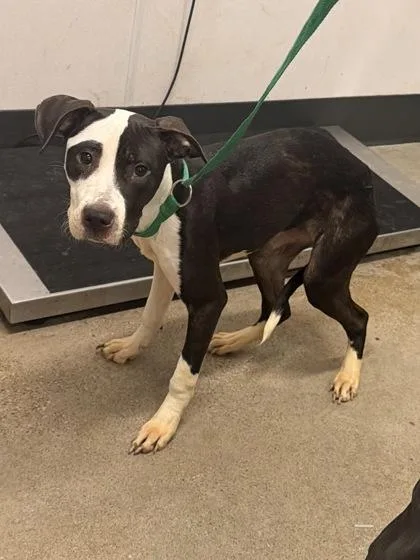 A baby medium-sized female Black Pit Bull Terrier dog named Keely for adoption in Cleveland, OH