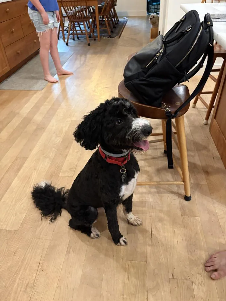 A young medium-sized male Tricolor (Brown, Black, & White) Poodle dog named Pickles for adoption in White River Junction, VT