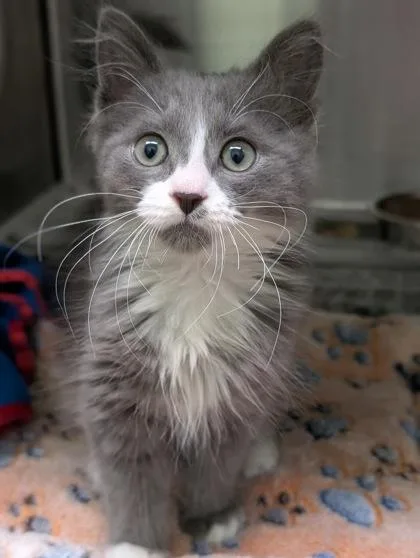 An adult small-sized male Domestic Medium Hair cat named Andre for adoption in Mansfield, TX