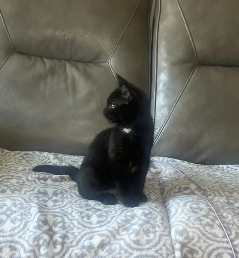 A baby medium-sized male Black Domestic Short Hair cat named Ryder for adoption in Lewis Center, OH