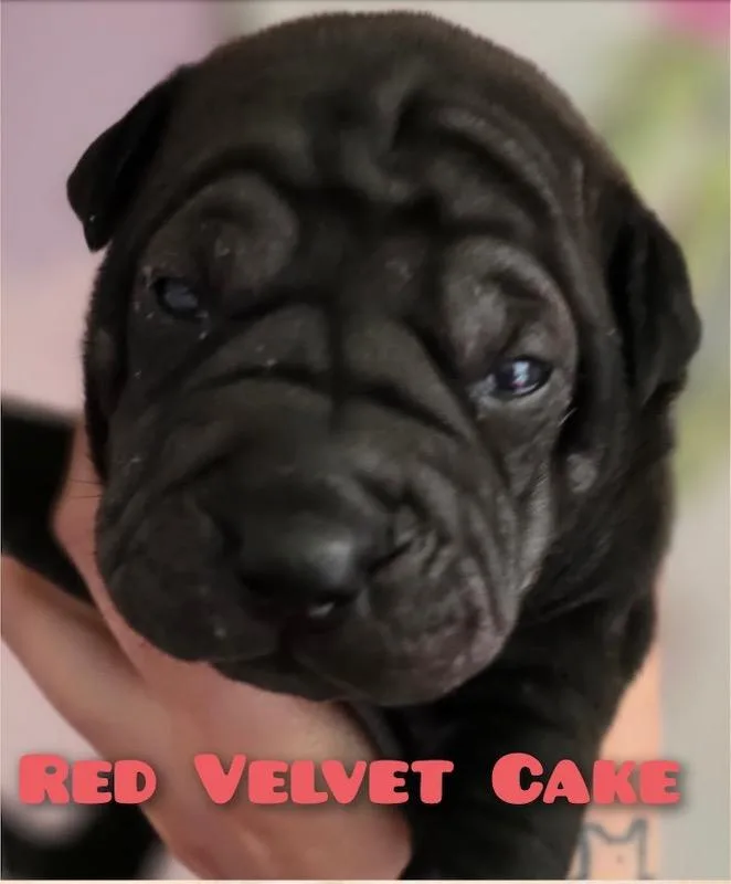 Red Velvet Cake thumbnail 2