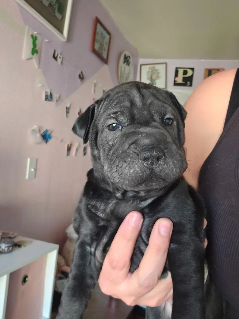 Red Velvet Cake thumbnail 3