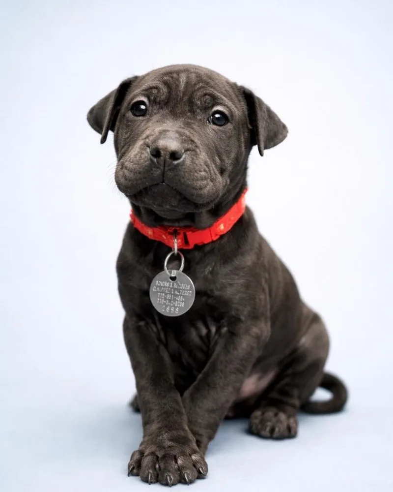 Red Velvet Cake thumbnail 4