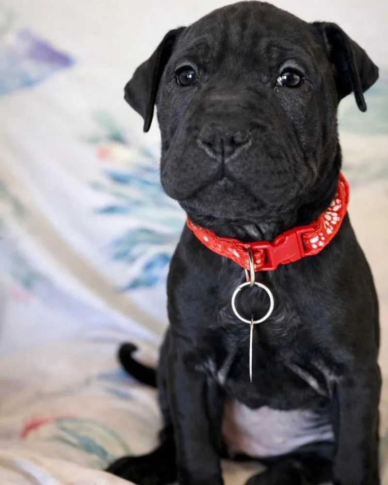 Red Velvet Cake thumbnail 5