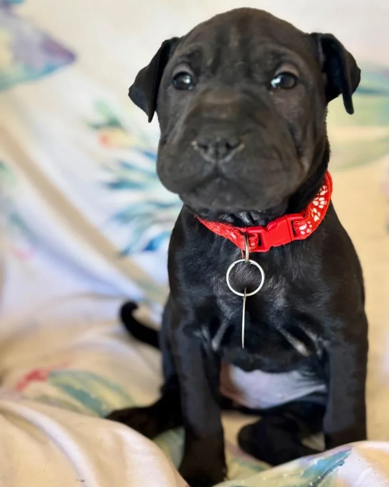 Red Velvet Cake thumbnail 6