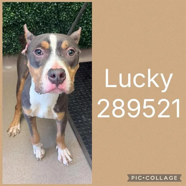 Lucky
