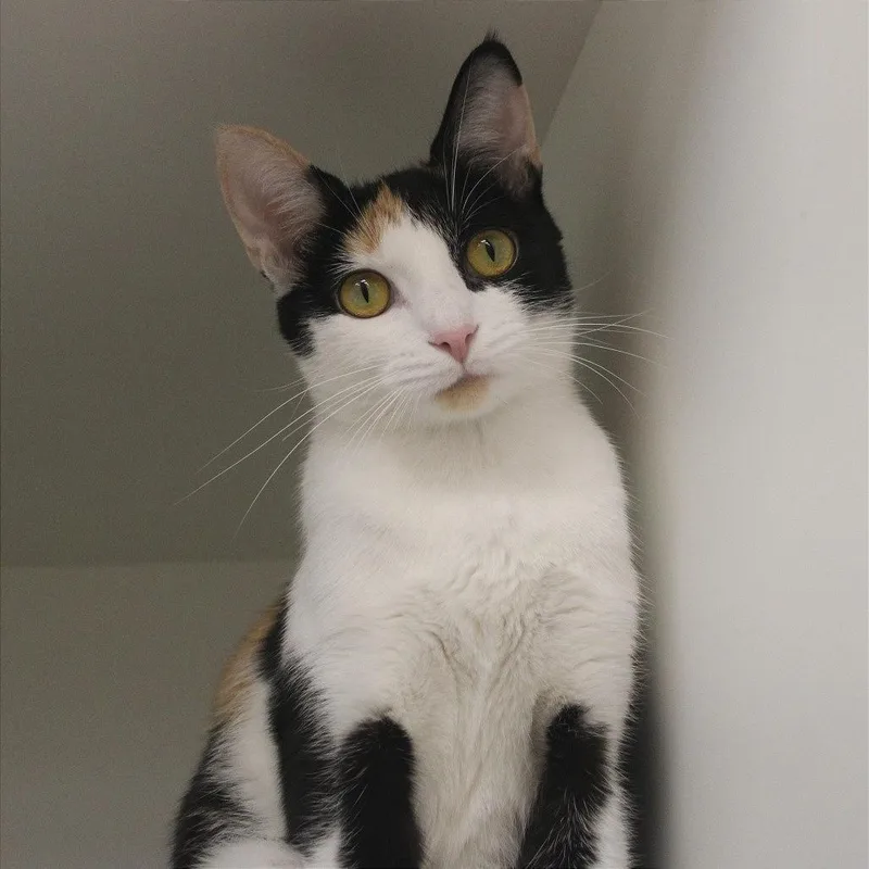 A young medium-sized female Calico Domestic Short Hair cat named Chicken Anne for adoption in Champaign, IL