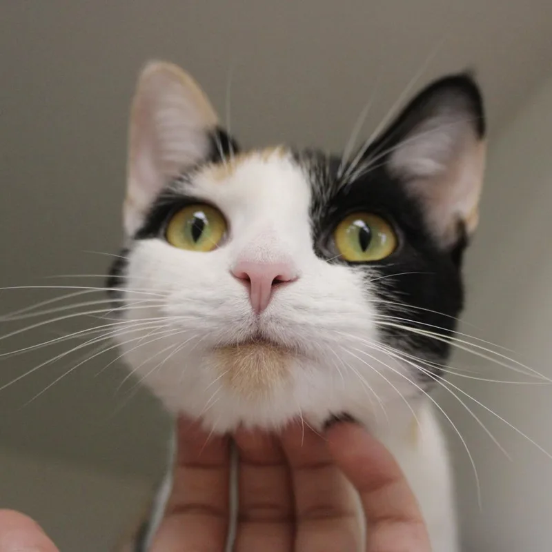 Chicken Anne thumbnail 3