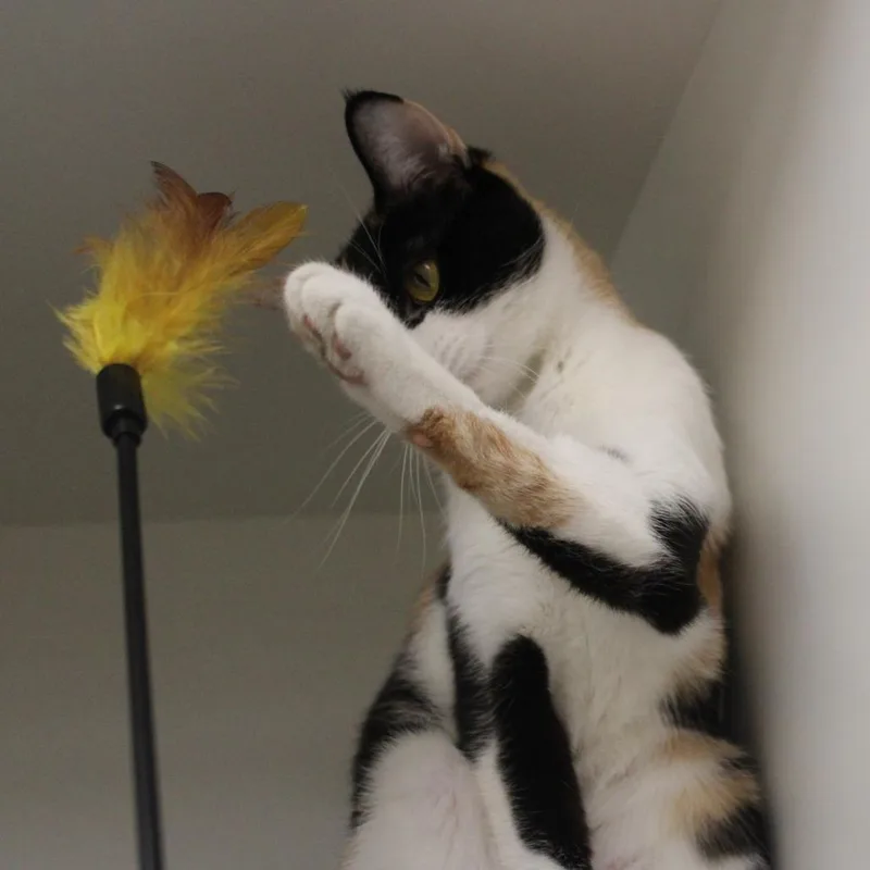 Chicken Anne thumbnail 4