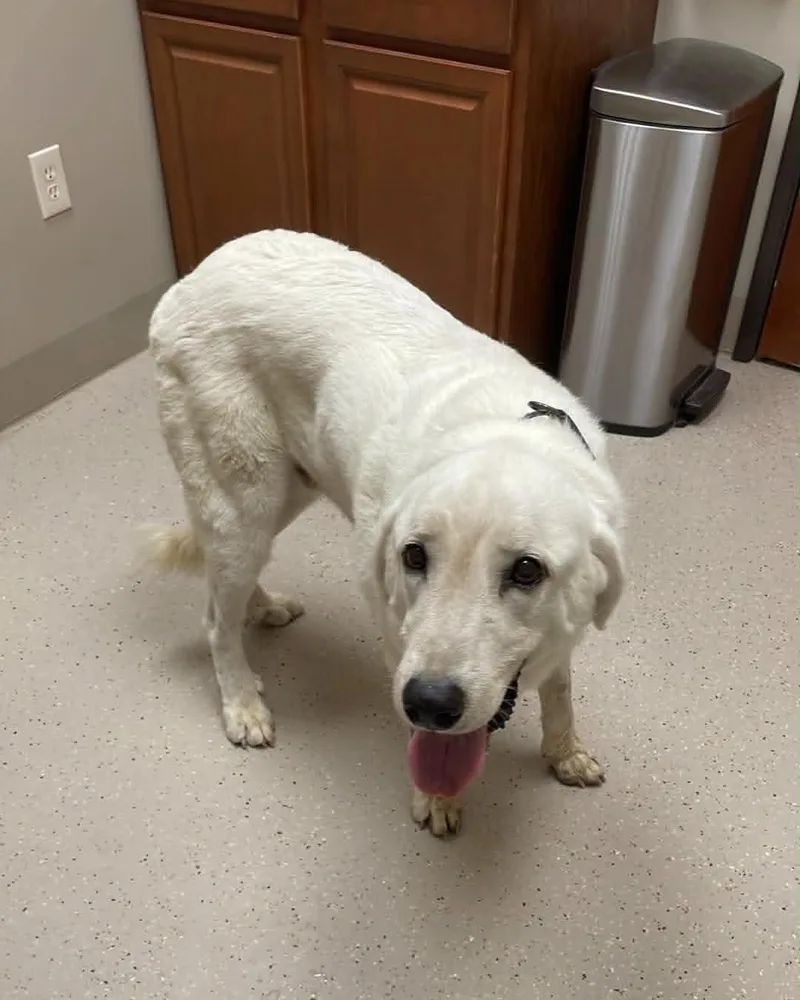 An adult large-sized male Anatolian Shepherd dog named Hank for adoption in Whitewright, TX