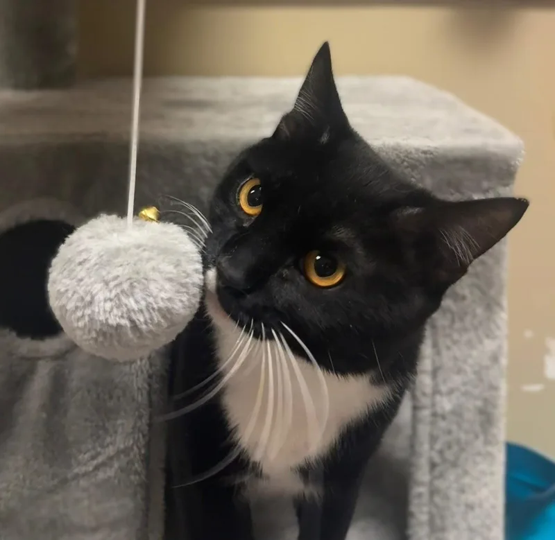 An adult medium-sized male Black & White / Tuxedo Domestic Short Hair cat named Whiskers for adoption in Herndon, VA