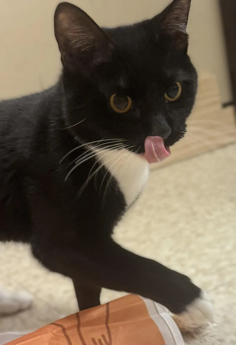 Whiskers thumbnail 2