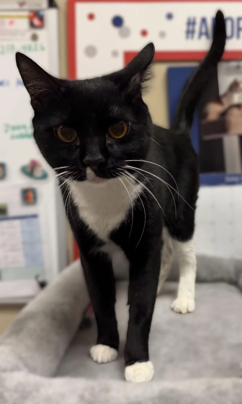 Whiskers thumbnail 3