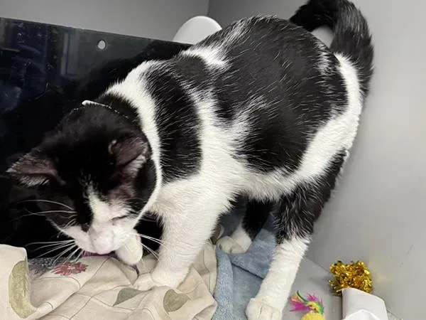 An adult large-sized male Domestic Short Hair cat named Otis for adoption in Ridgewood, NY