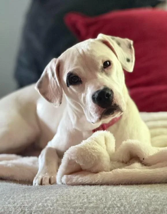 Pressley thumbnail 3