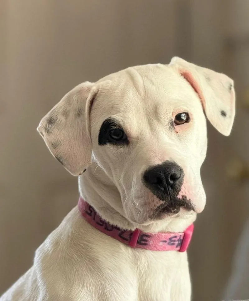 Pressley thumbnail 4